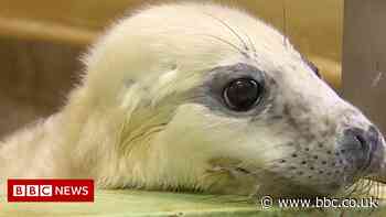 Storm Arwen: Orphaned seal pups in Norfolk animal shelter