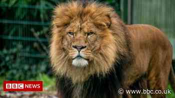 Blackpool Zoo unveils plans for new big cats' house