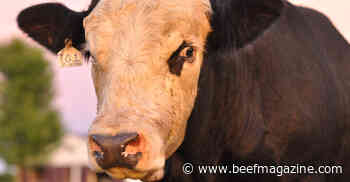Did you know: More beef semen on dairies