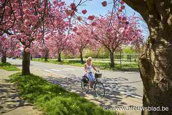 Gekende roze dreef van Boniverlei ingeperkt: 23 Japanse kerselaars worden gekapt