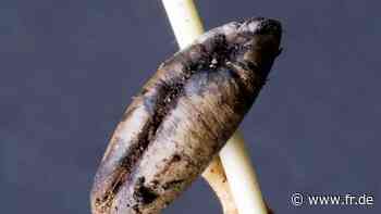 Dattelpalme aus Kernen ziehen: So kann die Anzucht klappen - Frankfurter Rundschau