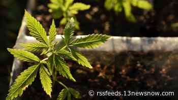 Homegrown Green: Cannabis houseplants are growing in popularity