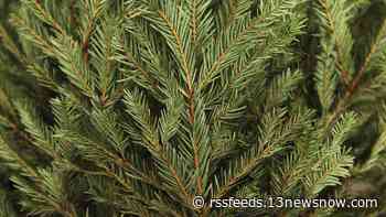 Tips to prevent your Christmas tree from catching fire