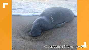 Manatee washes ashore on Outer Banks, doesn't survive