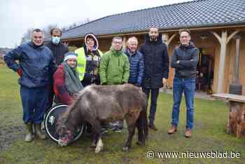Staatssecretaris Mahdi brengt beestig bezoek aan revalidatieweide Marc Herremans