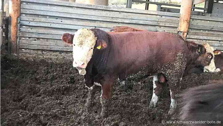 Verstoß gegen Tierschutzgesetz?: PETA erhebt schwere Vorwürfe gegen Landwirt aus Raum Wildberg