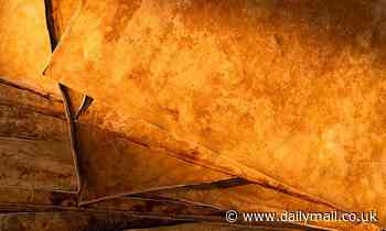 Scientists develop a vegan alternative for leather from fungi