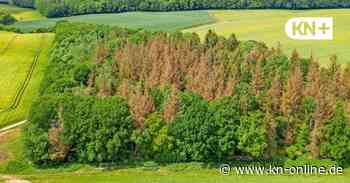 Bauern haben nur wenig Interesse an Neuwaldprämie in Schleswig-Holstein