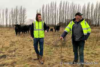 Kalfje van amper één dag oud vermoedelijk doodgebeten door zwerfwolf
