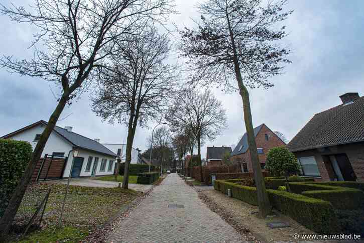 Bewoners overhalen gemeente om 22 gezonde bomen te kappen: “Dat krijg je toch niet uitgelegd?”