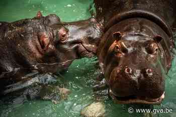 Nijlpaarden ZOO Antwerpen testen positief op het coronavirus - Gazet van Antwerpen