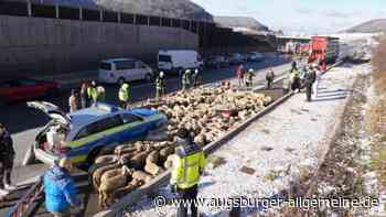 Tiertransporter gerät auf A8 in Brand - 300 Schafe gerettet