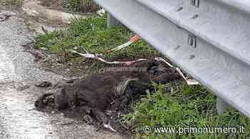 Carcassa di cinghiale in putrefazione su Tangenziale di Termoli da 3 settimane - Primonumero