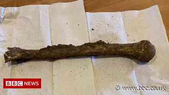 Storm Arwen: Human remains found after gales uproot tree