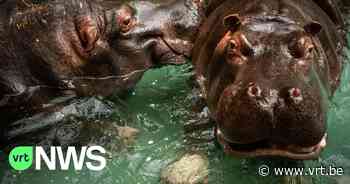 Nijlpaarden Hermien en Imani van ZOO Antwerpen besmet met corona: "Loopneus, maar ze stellen het goed" - VRT NWS