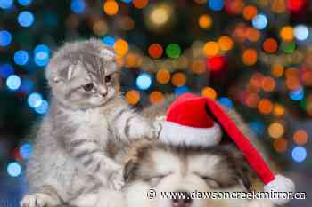 Dawson Creek Mirror December music and more - Dawson Creek Mirror