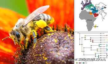 Nature: Western honey bees likely originated in ASIA - and not in Africa as previously thought