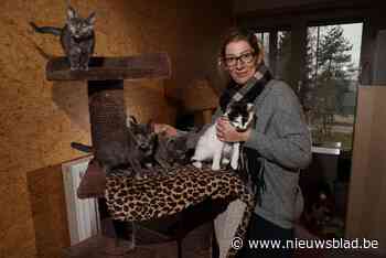 Wachtlijsten in dierenasielen staan stampvol: “Dit heb ik nog nooit meegemaakt”