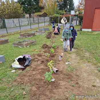 Un espace pour que les écoliers puissent jardiner - Tigy (45510) - La République du Centre