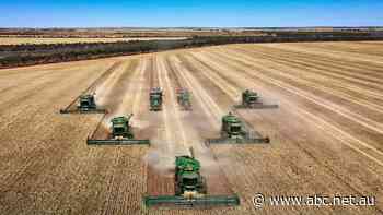 WA farmers celebrate 'once-in-a-generation season' with good news trifecta