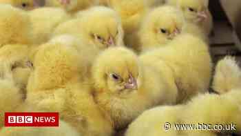 Gene edited sex selection may spare animal suffering