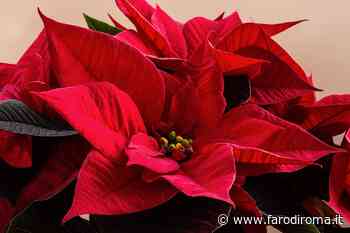 Stelle di Natale a chilometro zero ad Ascoli e Fermo - Farodiroma