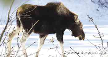 Forest Service begins winter recreation closures | Environment | mtexpress.com - Idaho Mountain Express and Guide