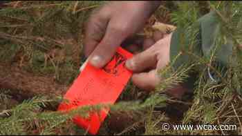 Vermonters may harvest a Christmas tree from national forest - WCAX