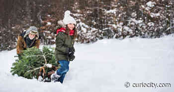 You can cut down your own Christmas tree in Olympic National Forest for $5 - Curiocity