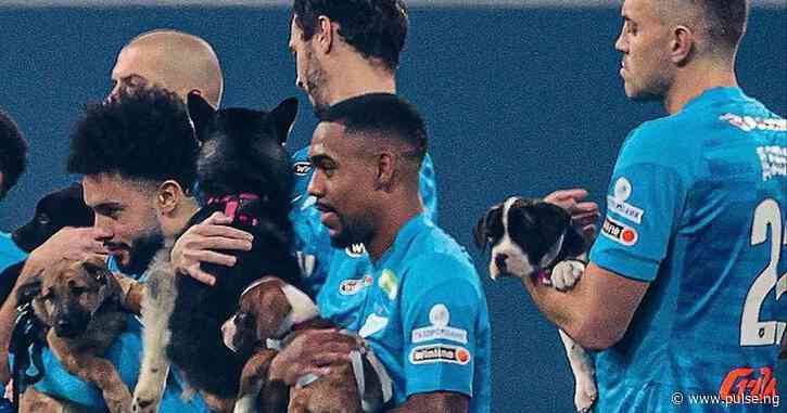 Zenit St Petersburg players warm hearts with emotional campaign for homeless dogs