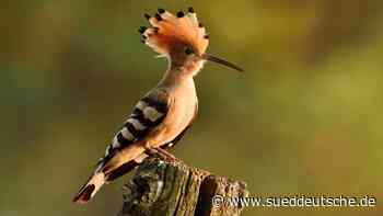 Vogel des Jahres 2022 - Exotischer Stinker - Starnberg - SZ.de - Süddeutsche Zeitung
