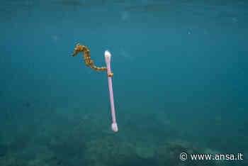 Fotografia:a Bari mostra National Geographic Planet or Plastic? - ViaggiArt - Agenzia ANSA