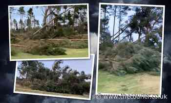 Storm Arwen recovery: Video reveals destruction of trees in Angus - The Courier