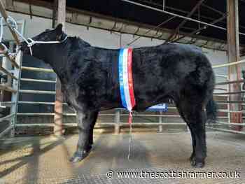 A Sunnycroft Angus cross heifer dominates the ring at St Boswell's Christmas show - The Scottish Farmer