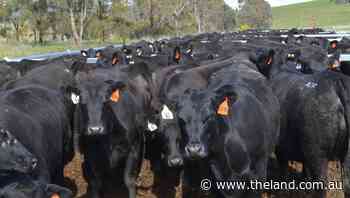 Angus Australia introduces new selection indexes for seedstock cattle - The Land Newspaper