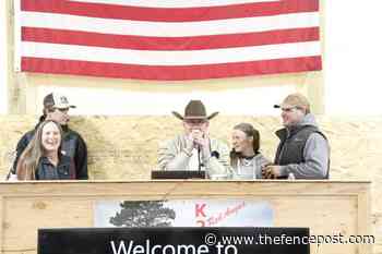 K2 Red Angus Fall Female Sale | TheFencePost.com - Fence Post