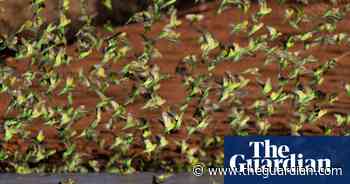‘Mesmerising’: a massive murmuration of budgies is turning central Australia green and gold