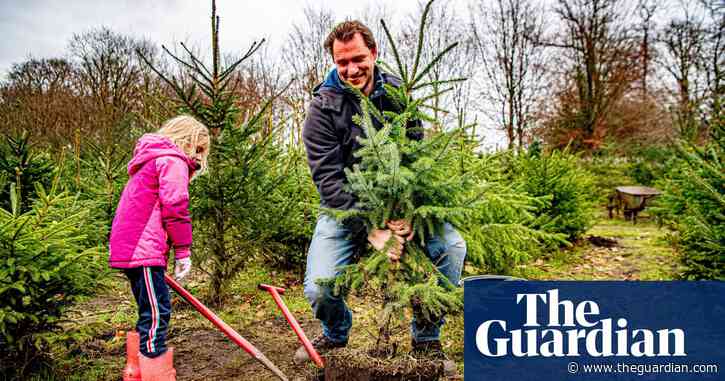 Real or fake: which Christmas tree is most sustainable?