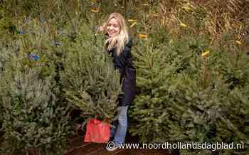 Bij Mama Gaia zijn duurzame kerstbomen af te halen, voor wie heeft gereserveerd. 'We willen Haarlem een stukje duurzamer maken' - Noordhollands Dagblad