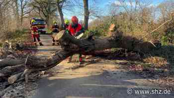 Schwere Sturmböen: Drei umgestürzte Bäume: Sturm „Daniel“ hält Feuerwehr Tornesch in Atem | shz.de - shz.de
