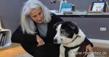 Entscheidung der Stadt: Hund darf nicht mehr im Freien liegen - Mannheim - Rheinpfalz.de