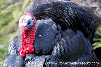 98% of turkeys survived flooding, says B.C. Agriculture Minister - Comox Valley Record