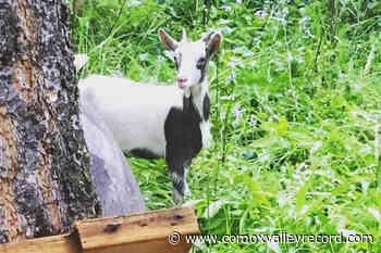 Born to be wild: Goat finds family with herd of deer – Comox Valley Record - Comox Valley Record