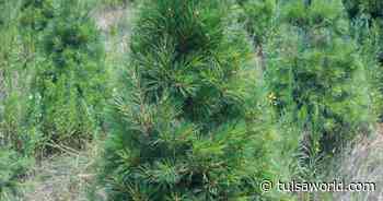 Master Gardener: Tips for selecting a live Christmas tree - Tulsa World