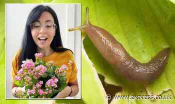 How to get rid of slugs: 'They barely crawl over it' - expert gardener tips - Daily Express