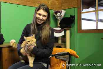 “De schaamte om een dier naar het asiel te brengen is weg”