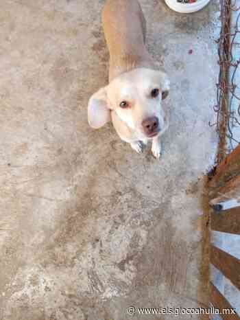 Centro antirrábico promueven la adopción canina en Matamoros - El Siglo Coahuila