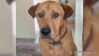 Alberta Animal Rescue Crew Society looking for foster homes