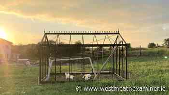 Gourmet Gardener: Greenhouse goals - Westmeath Examiner
