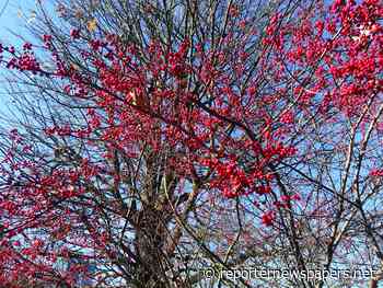 Environmental Gardener: Bark, berries and evergreen delights - Reporter Newspapers